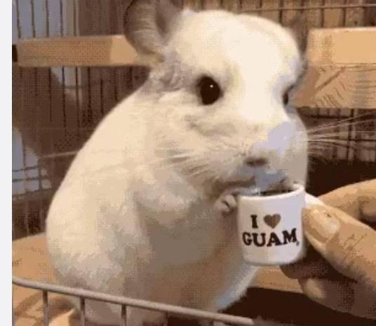 吃瓜娱乐龙猫,吃瓜娱乐中的治愈系萌宠传奇