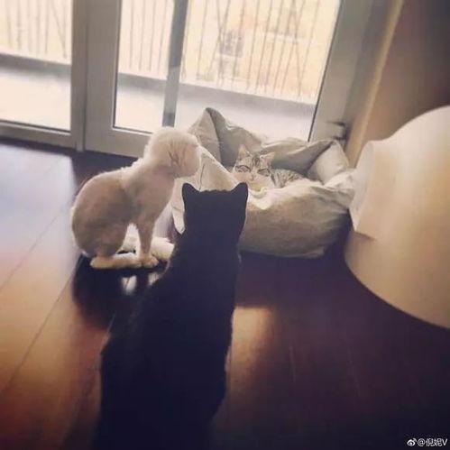 娱乐吃瓜酱虐猫小说,娱乐吃瓜酱的黑暗面揭露